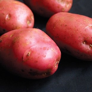 Desiree Seed Potatoes (2kg)
