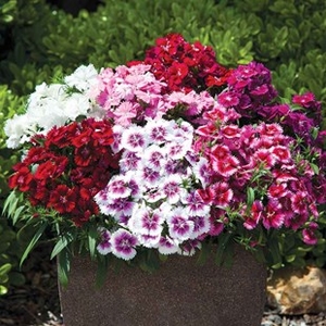 Dianthus Gem 24 Large Plants