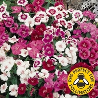 Dianthus Gem 24 Large Plants