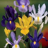 Dutch Iris Collection 100 Bulbs