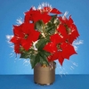 Fibre Optic Poinsettia