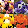 Firecracker and Tango Magic - 48 Large Plants