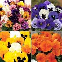 Firecracker and Tango Magic - 48 Large Plants
