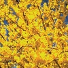 Forsythia Mini Gold 3 Plants 9cm Pot