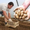 Fresh Jersey Royal New Potatoes 4lbs (1.8kg)