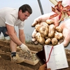 Fresh Jersey Royals 4lbs (1.8kg) with Diary