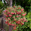 Fuchsia Buds of May Trailing Patricia Hodge - 13cm Pots Set of 6
