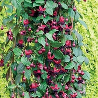 Fuchsia (Climbing) Lady In Black 12 Large Plants