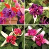 Fuchsia (Giant) 12 Large Plants