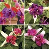 Fuchsia (Giant) 24 Large Plants