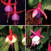 Fuchsia (Hardy) 12 Large Plants