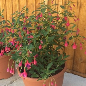 Fuchsia (Hardy) Tom Thumb 1 Pre-Planted Container