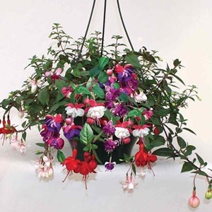 Fuchsia Trailing 1 Pre-Planted Hanging Basket