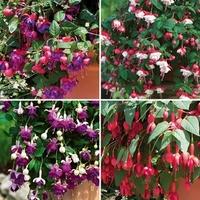 Fuchsia (Trailing) 24 Large Plants