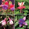 Fuchsia (Upright) 24 Large Plants