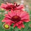 Gaillardia Arizona Red 12 Large Plants