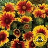 Gaillardia Goblin 12 Large Plants