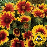 Gaillardia Goblin 12 Large Plants