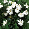 Gardenia Kleims Hardy 1 Plant 3 Litre