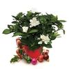 Gardenia Plant