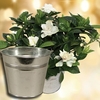 Gardenia Plant with Metal Planter