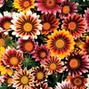 Gazania Firecracker 24 Large Plants