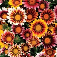 Gazania Firecracker 24 Large Plants