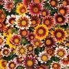 Gazania Firecracker 70 Medium Plug Plants