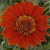 Gazania Red Sundevil 1 Plant 9cm Pot