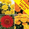 Gazania Sundevils 12 XLarge Plants