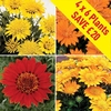 Gazania Sundevils 24 XLarge Plants