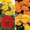 Gazania Sundevils 6 XLarge Plants