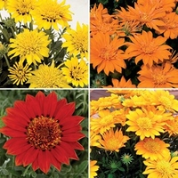 Gazania Sundevils 6 XLarge Plants