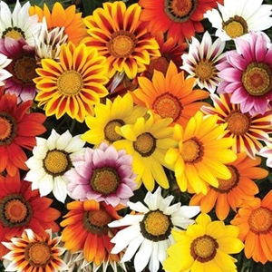 Gazania Sunrise Mix 24 Large Plants