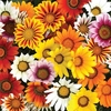 Gazania Sunrise Mix 70 Medium Plug Plants