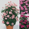 Geranium Antik (Climbing) 12 Large Plants