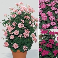 Geranium Antik (Climbing) 12 Large Plants