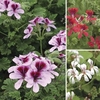 Geranium Antik (Climbing) 6 Large Plants