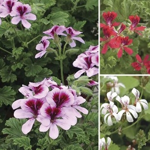 Geranium Antik (Climbing) 6 Large Plants