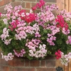 Geranium Balcony Trailing 24 Large Plants