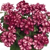 Geranium Burgundy Bicolour (Trailing) 12 Large Plants