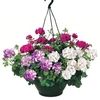 Geranium Cerise Tint (Trailing) 1 Pre-Planted Hanging Basket