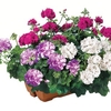 Geranium Cerise Tint (Trailing) 1 Pre-Planted Trough