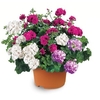 Geranium Cerise Tint (Trailing) 2 Pre-Planted Containers