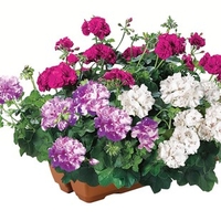 Geranium Cerise Tint (Trailing) 2 Pre-Planted Troughs