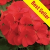 Geranium Fire Queen 100 Plants + 60 FREE