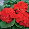 Geranium Fire Queen 12 Mega Plants