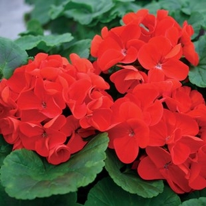 Geranium Fire Queen 24 Large Plants