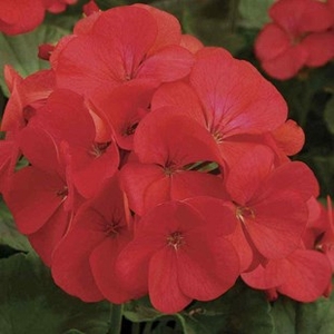 Geranium Fire Queen 70 Plants + 35 FREE