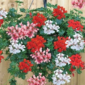Geranium Mixed Ivy (Trailing) 24 Large Plants